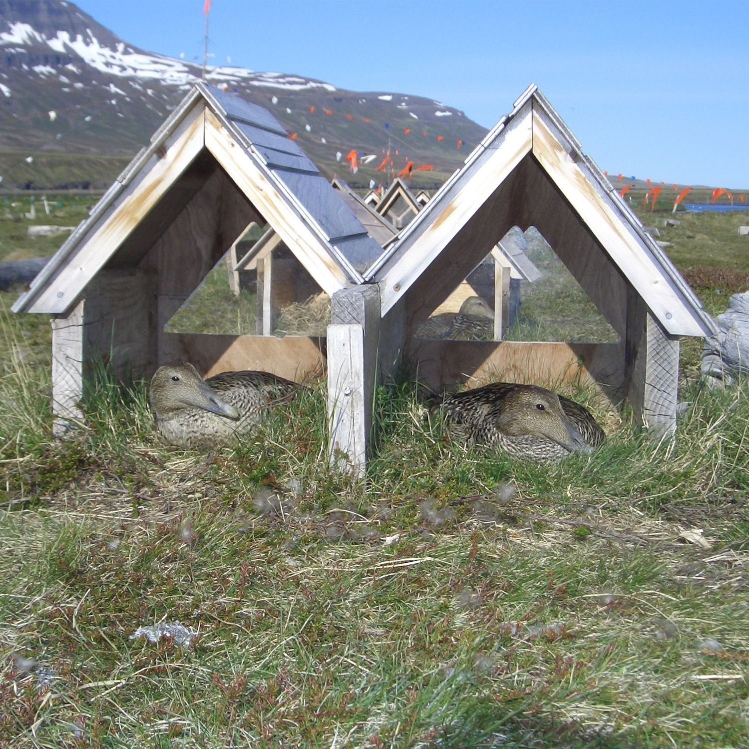 Edderdun